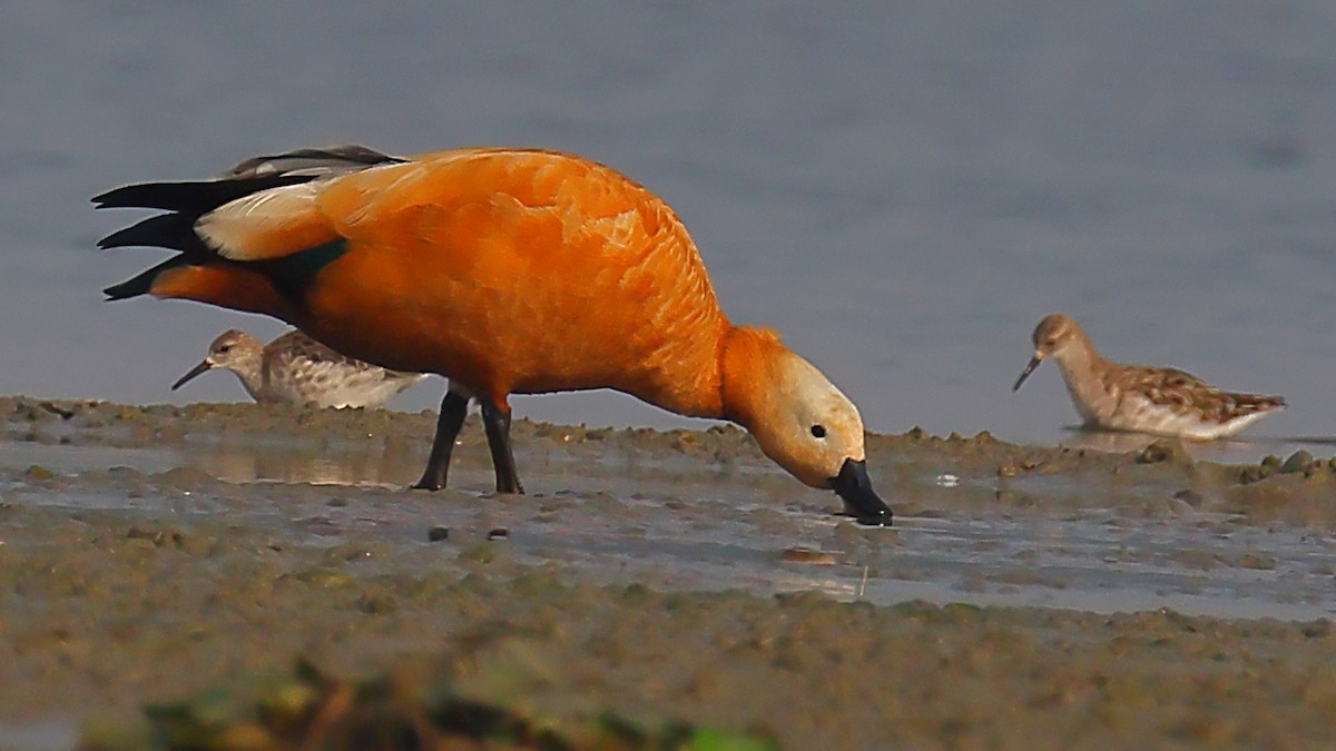 瀆鳧 - ML646974054