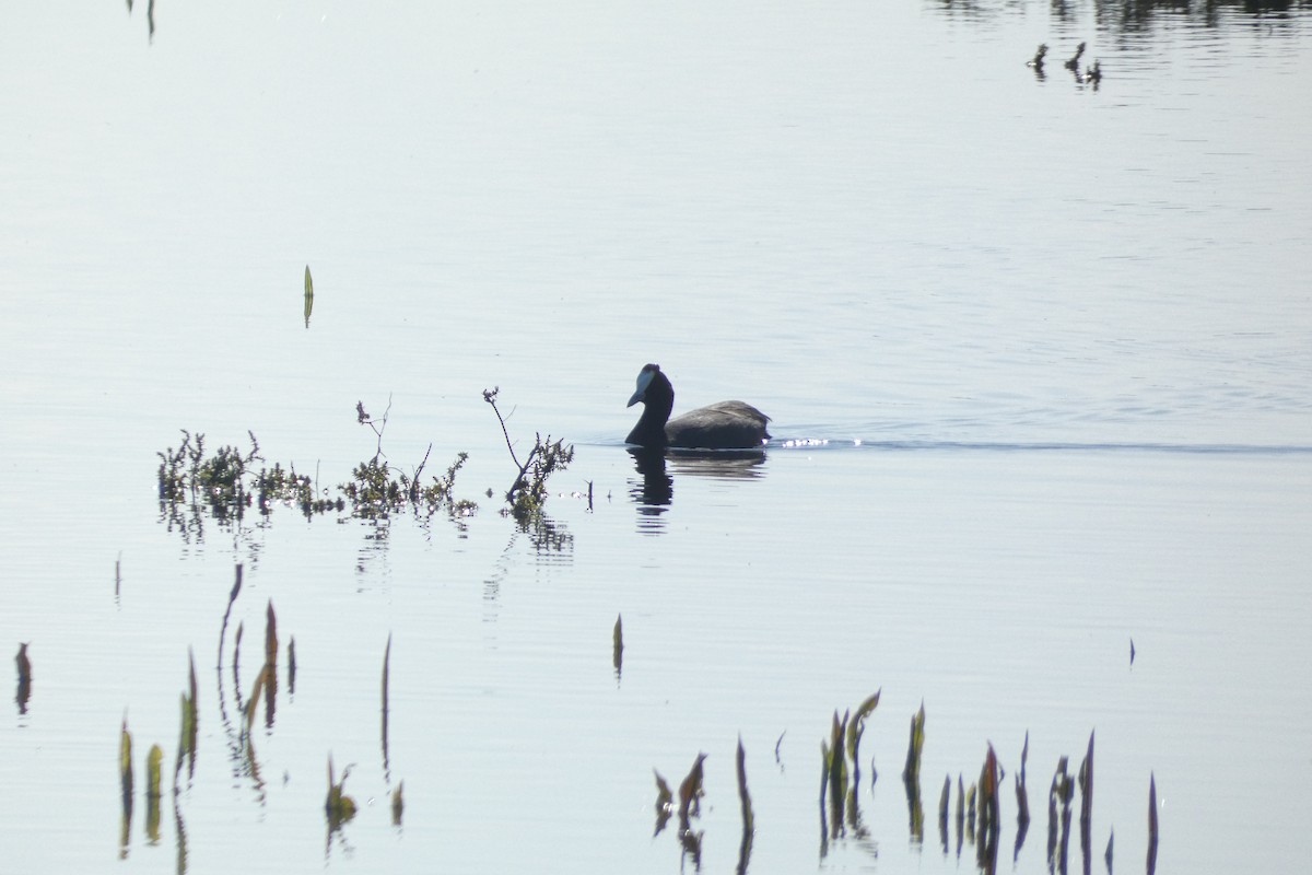 Red-knobbed Coot - ML646974061