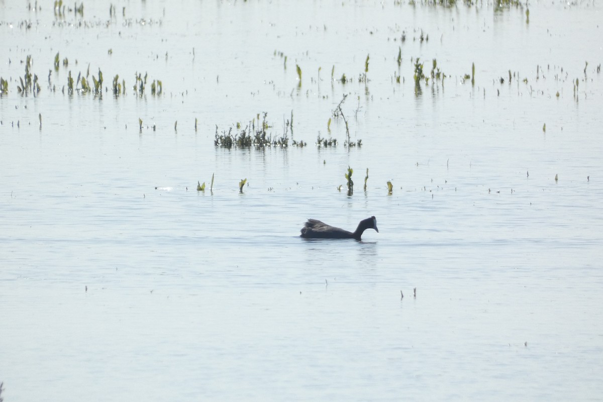 Red-knobbed Coot - ML646974062