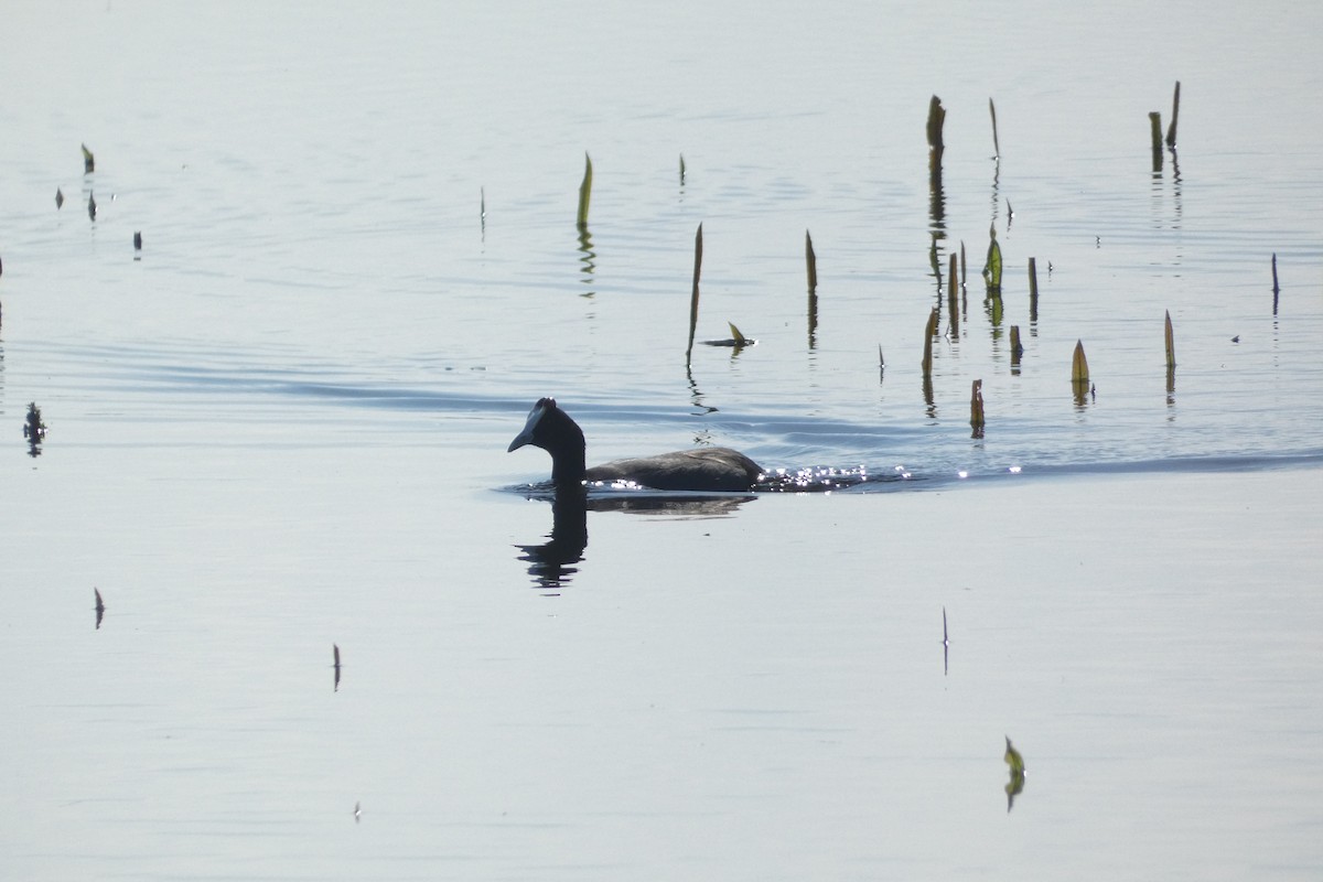 Red-knobbed Coot - ML646974063