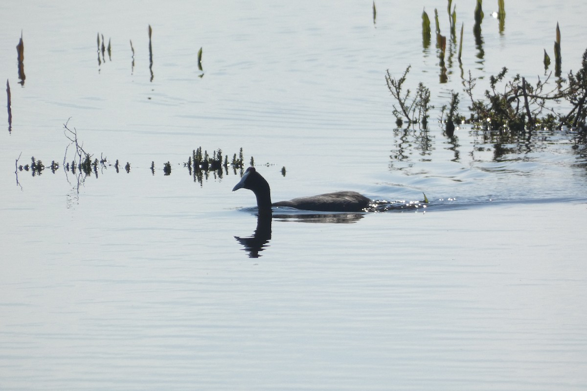 Red-knobbed Coot - ML646974064