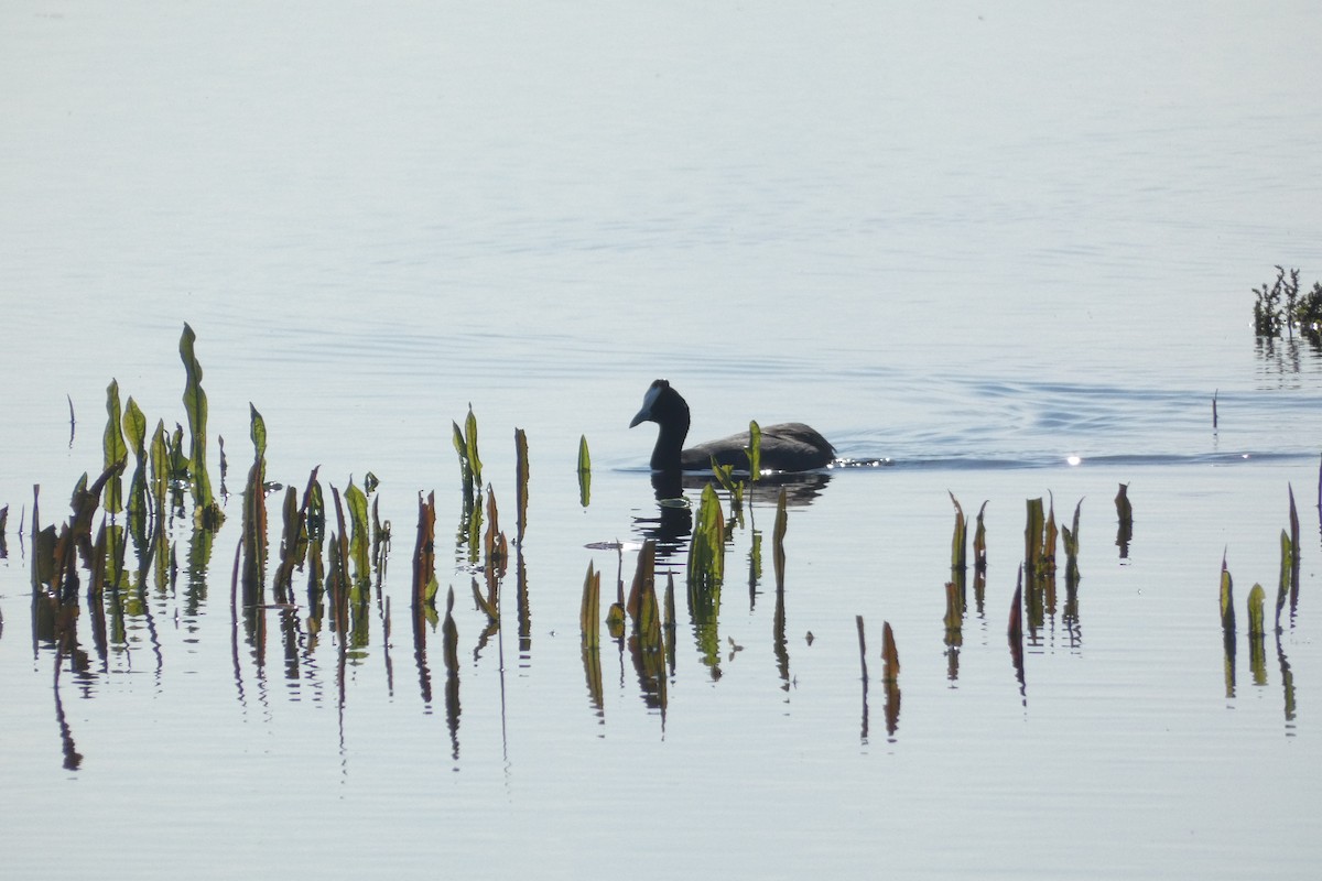 Red-knobbed Coot - ML646974065