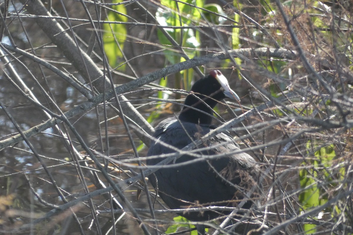 Red-knobbed Coot - ML646974066