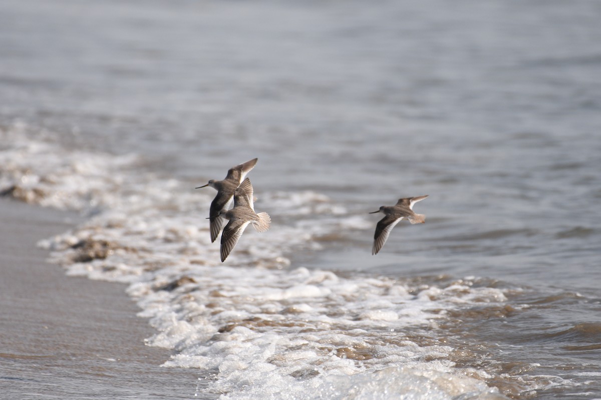 Terek Sandpiper - ML646974068