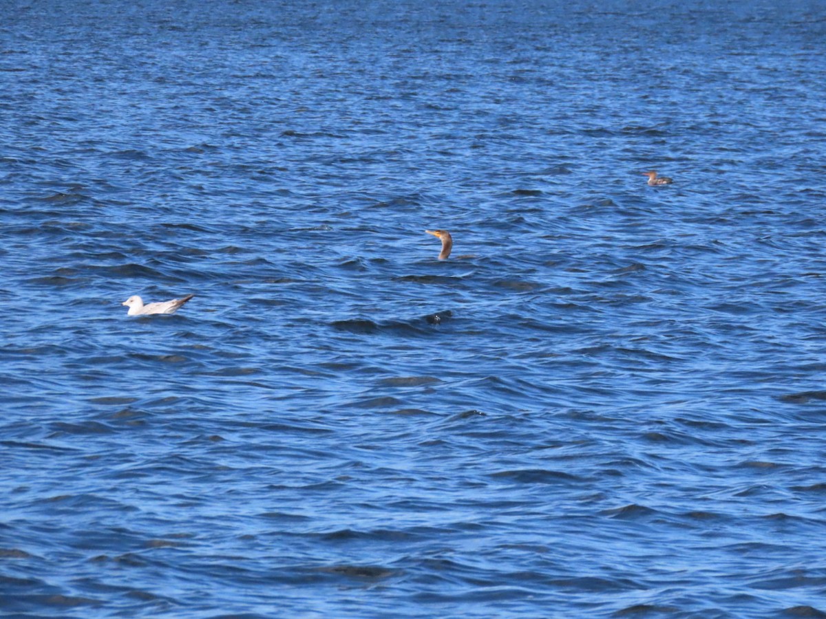 Double-crested Cormorant - ML646974072