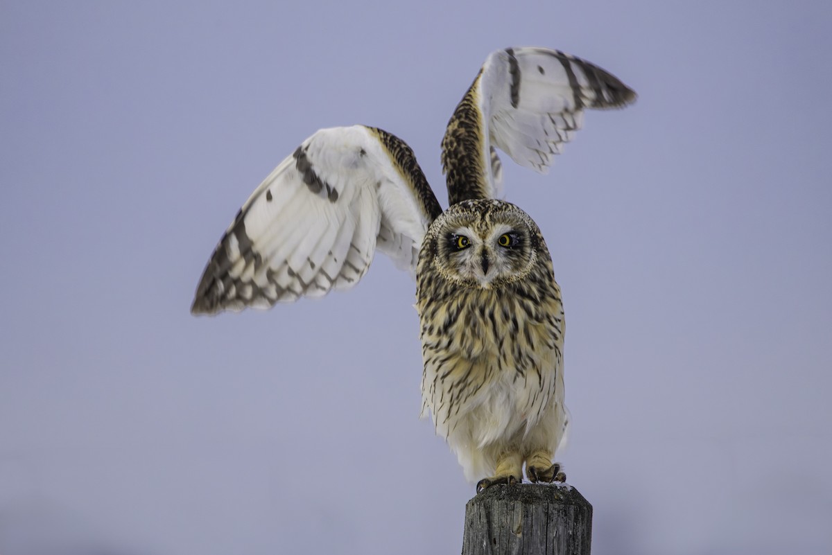 Сова болотяна - ML646974075