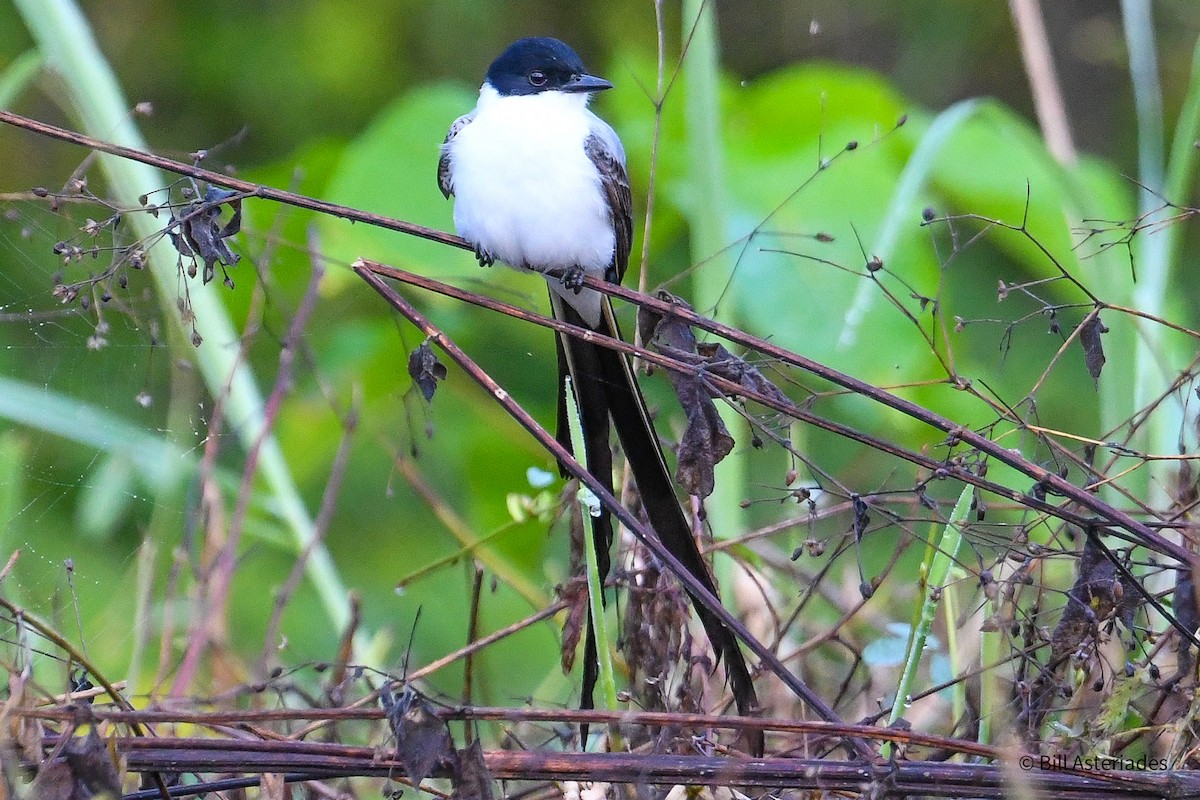 Вилохвостый тиранн - ML646974076