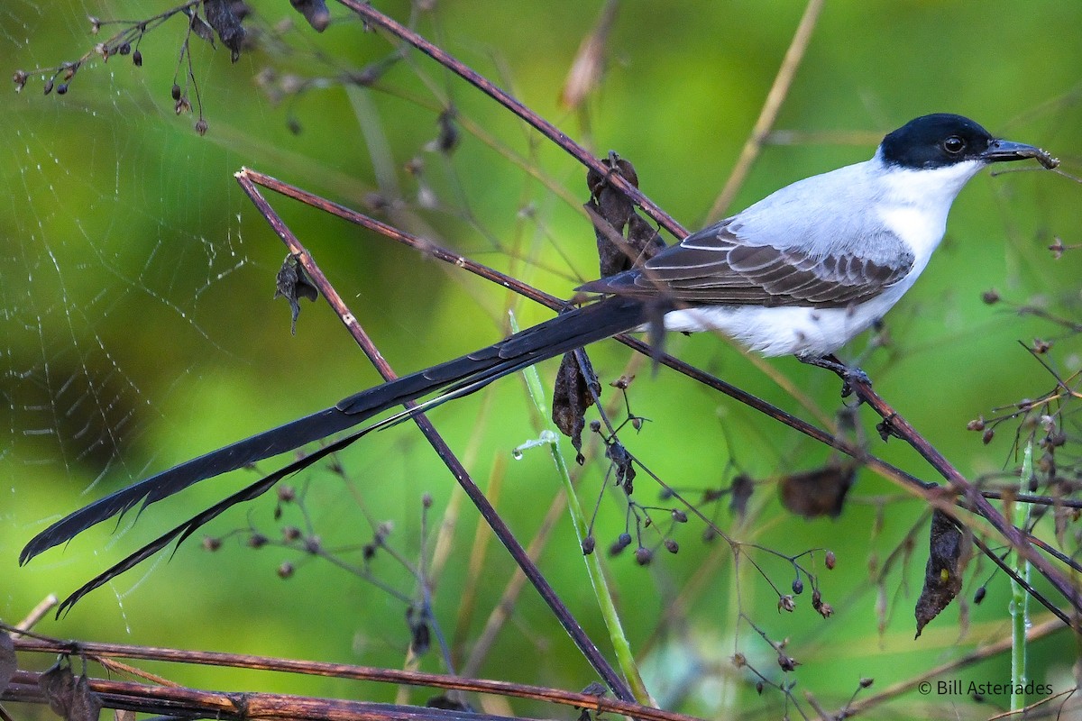 Вилохвостый тиранн - ML646974077