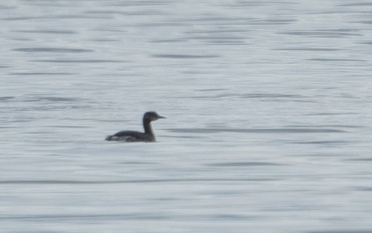 Red-necked Grebe - ML646974079