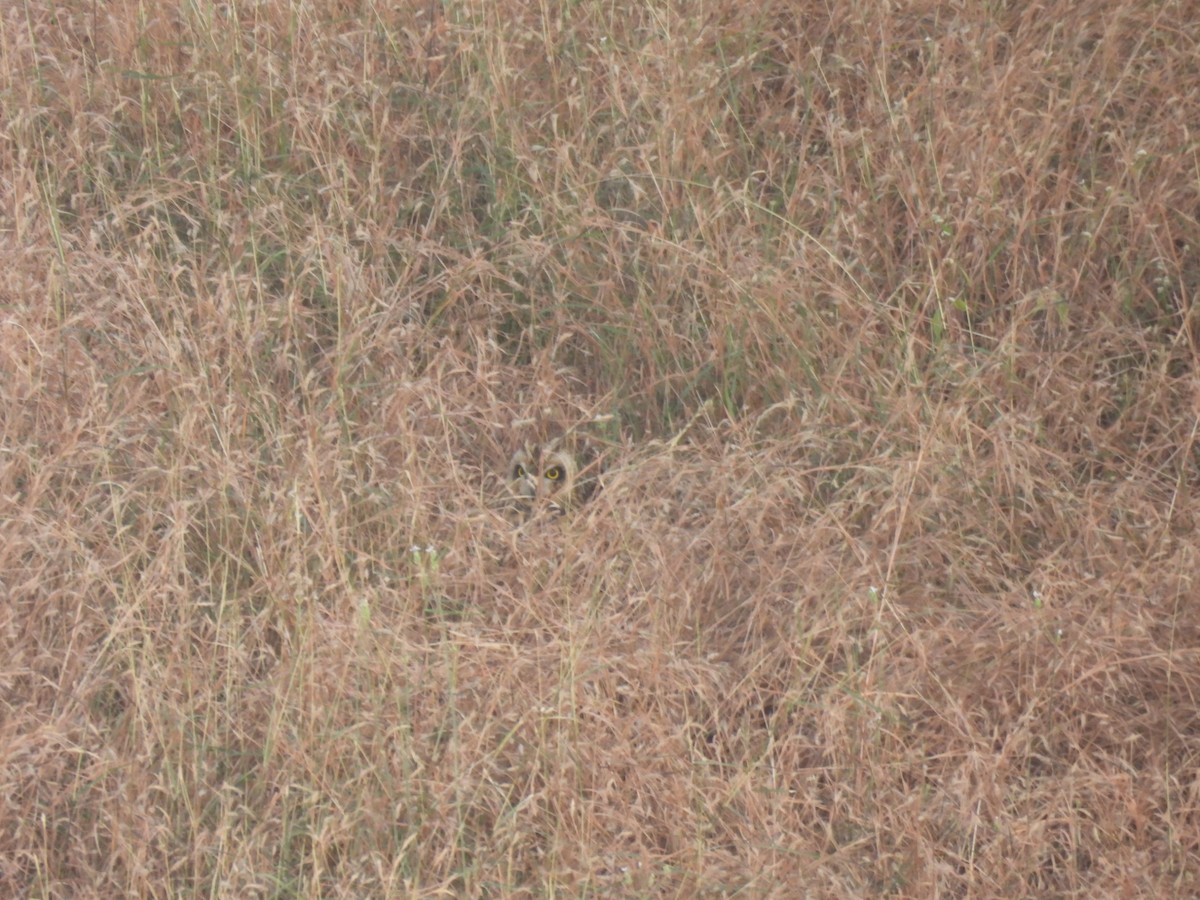 jordugle - ML646974080