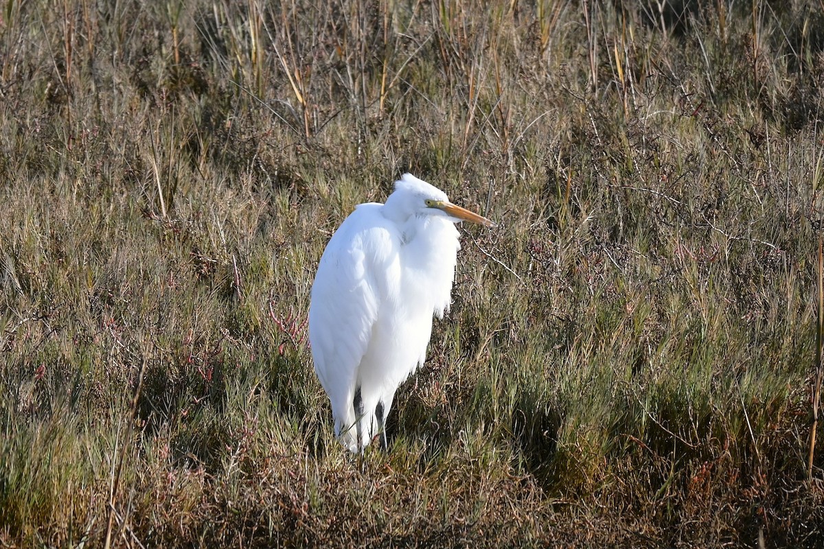 Great Egret - ML646974082