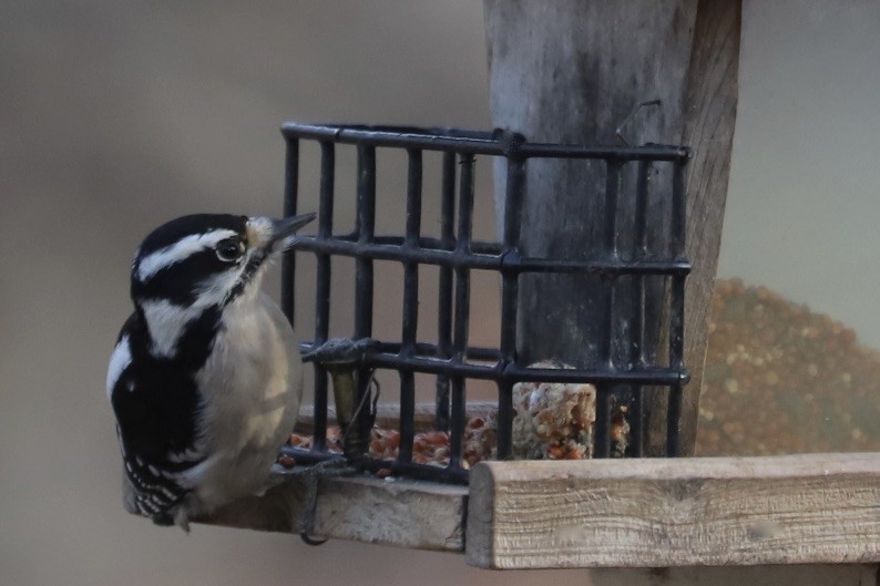 Дятел пухнастий (підвид pubescens/medianus) - ML646974090