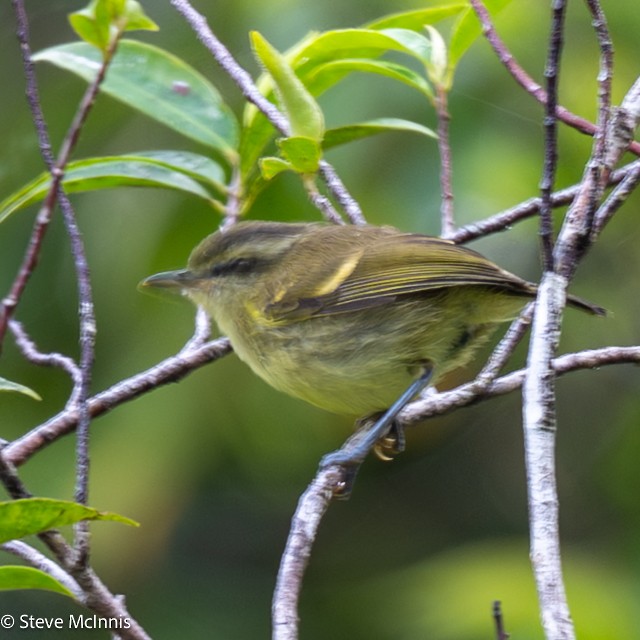 ニューギニアムシクイ（ceramensis） - ML646974092
