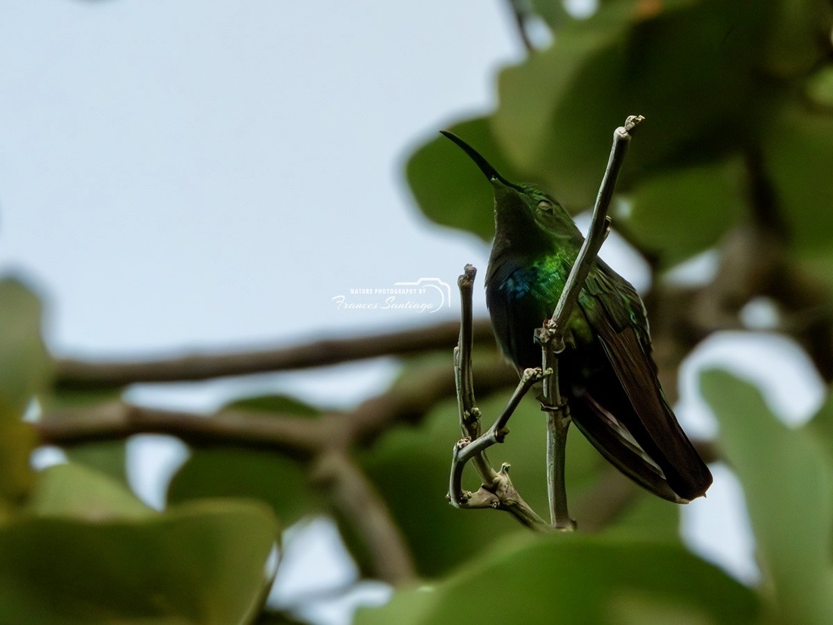 Green-throated Carib - ML646974093