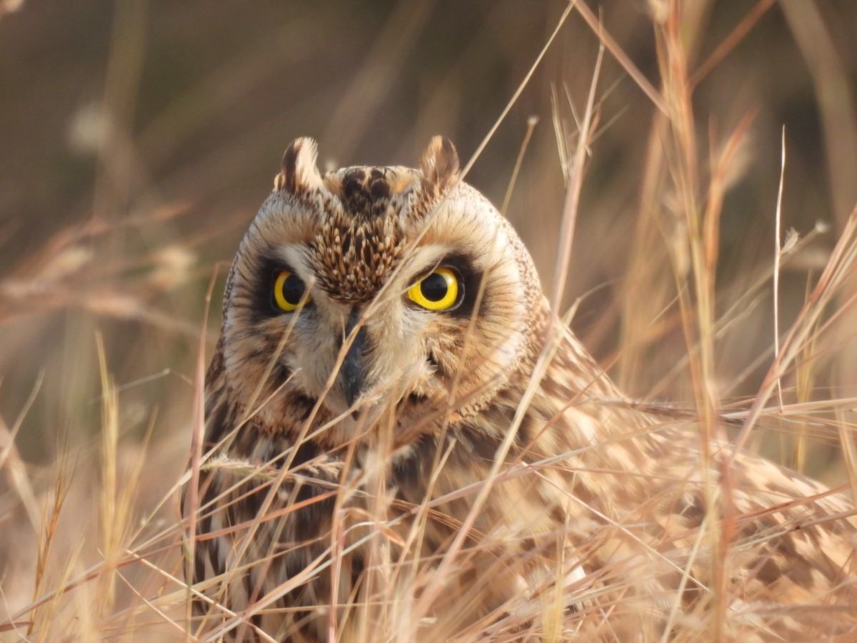 jordugle - ML646974094