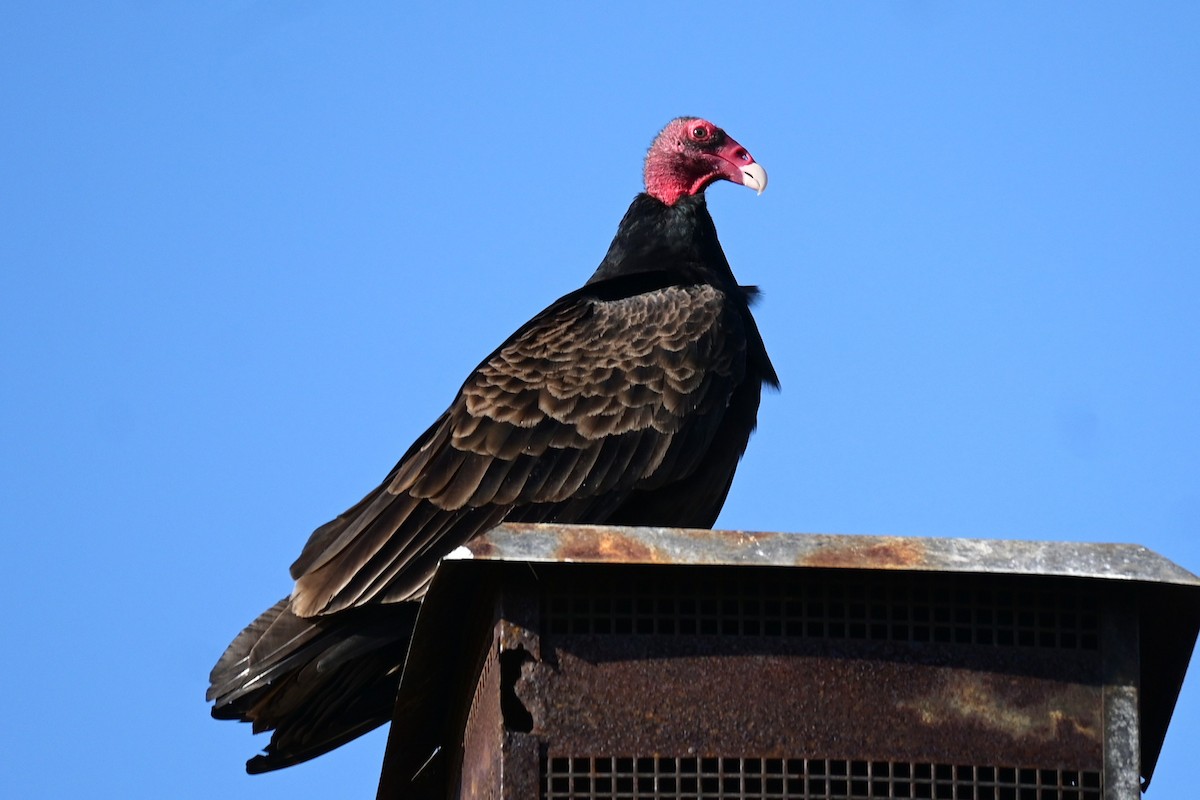 Turkey Vulture - ML646974095