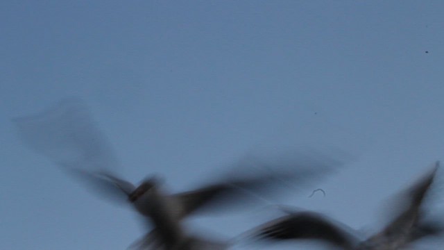 Black-headed Gull - ML646974096