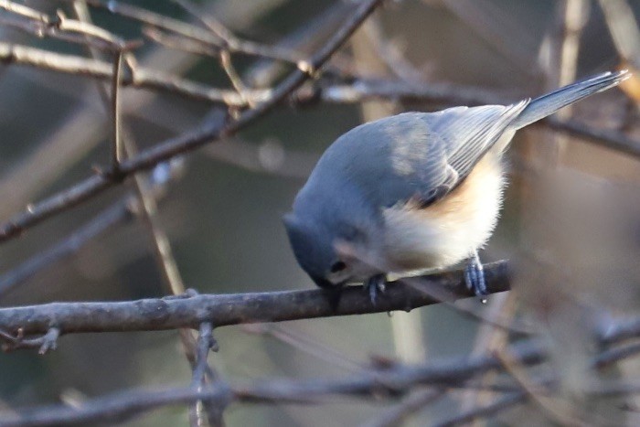 Синиця гострочуба - ML646974101