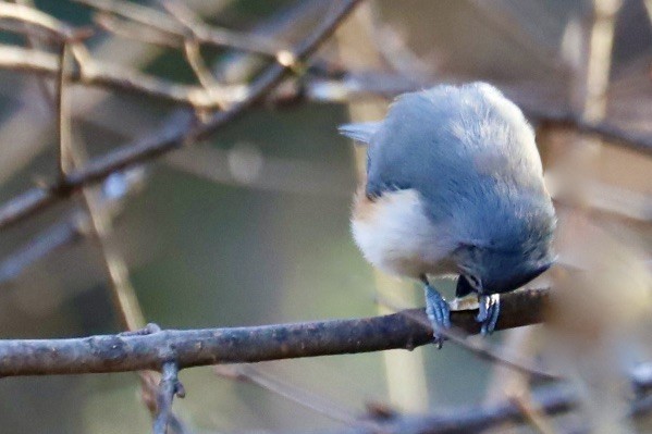 Синиця гострочуба - ML646974102