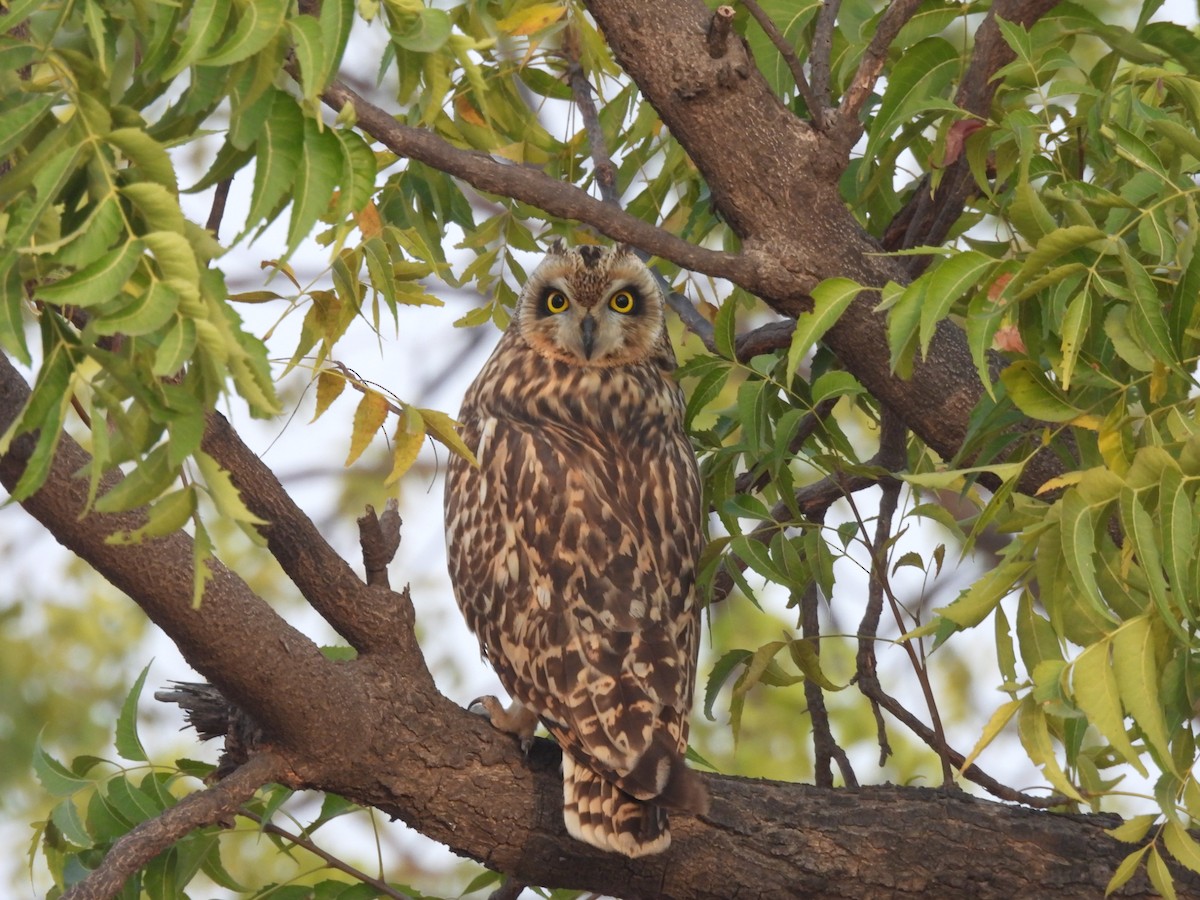 jordugle - ML646974103