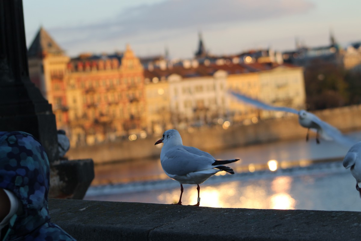 Black-headed Gull - ML646974104