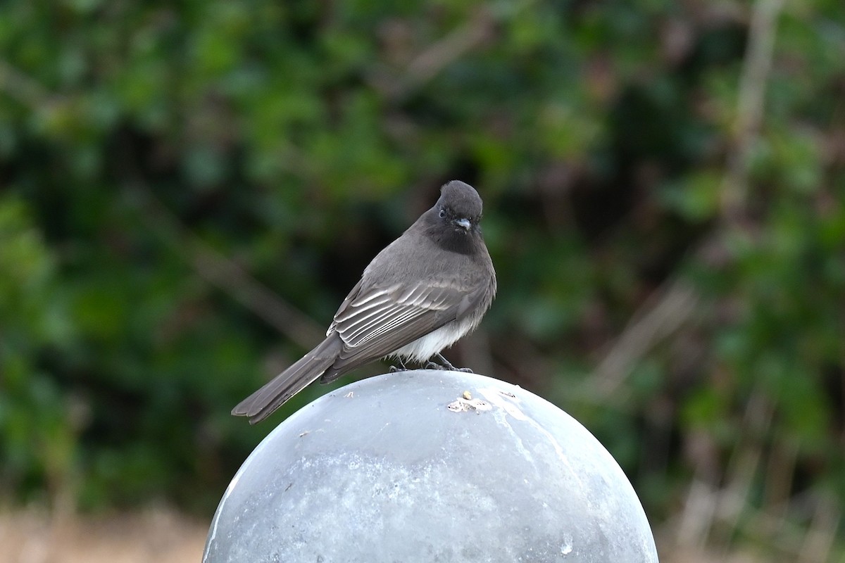 Black Phoebe - ML646974106