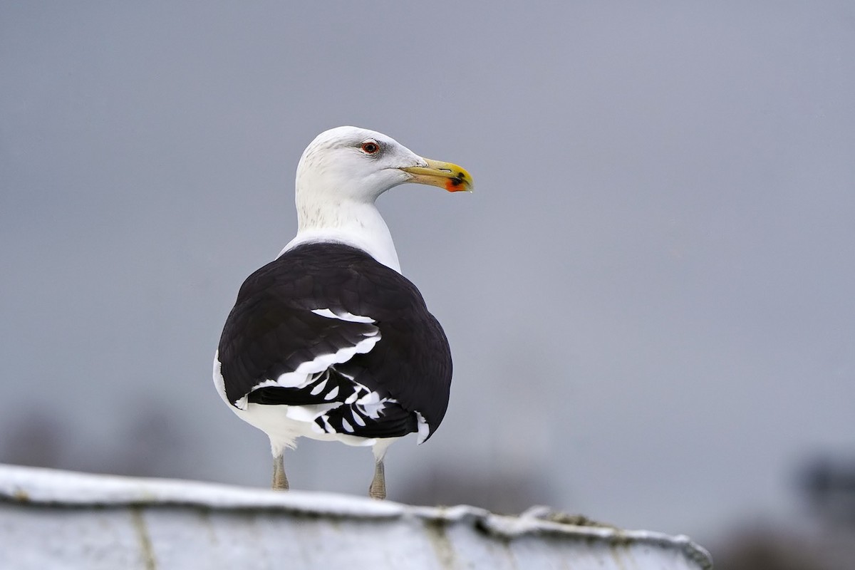Great Black-backed Gull - ML646974107