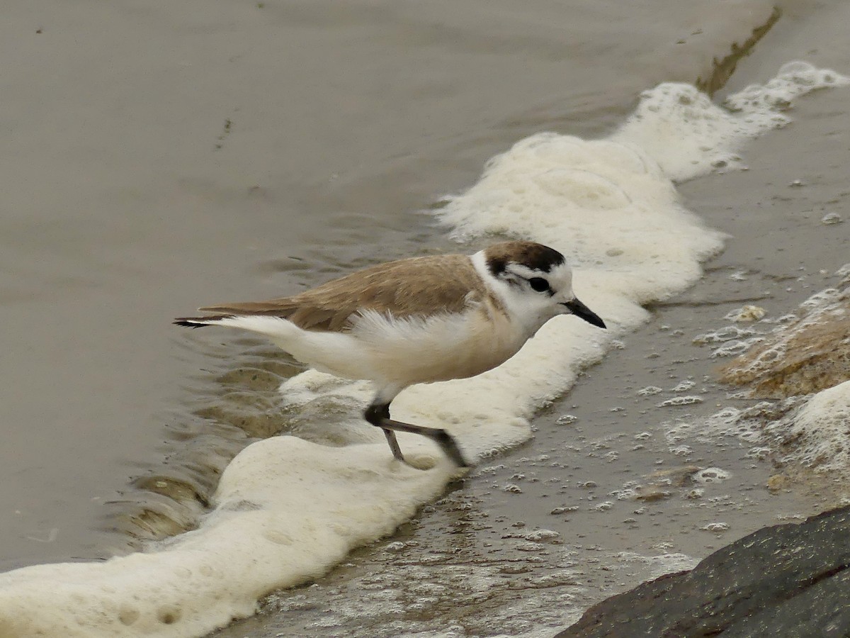 White-fronted Plover - ML646974108