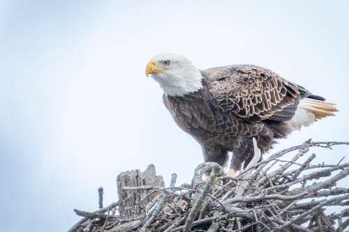 Weißkopf-Seeadler - ML646974109