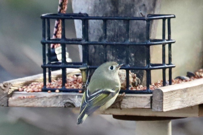 Золотомушка рубіновочуба - ML646974114