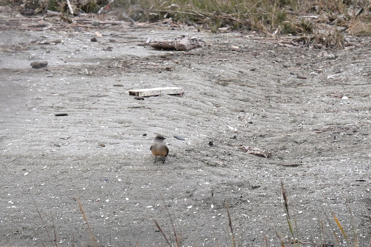 Say's Phoebe - ML646974117