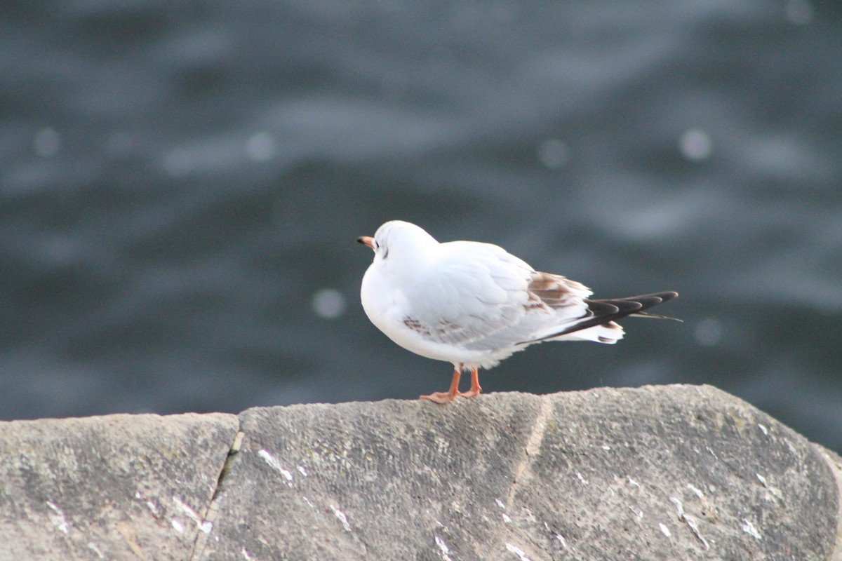 Black-headed Gull - ML646974118