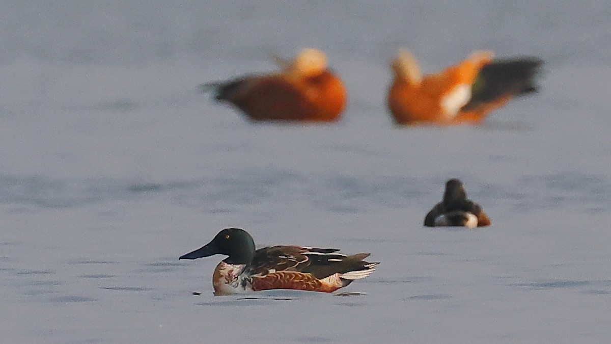 琵嘴鴨 - ML646974120