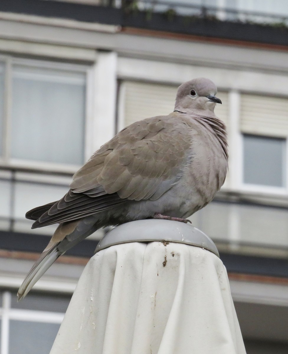 Tourterelle turque - ML646974121