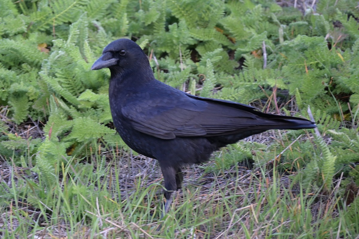 American Crow - ML646974126