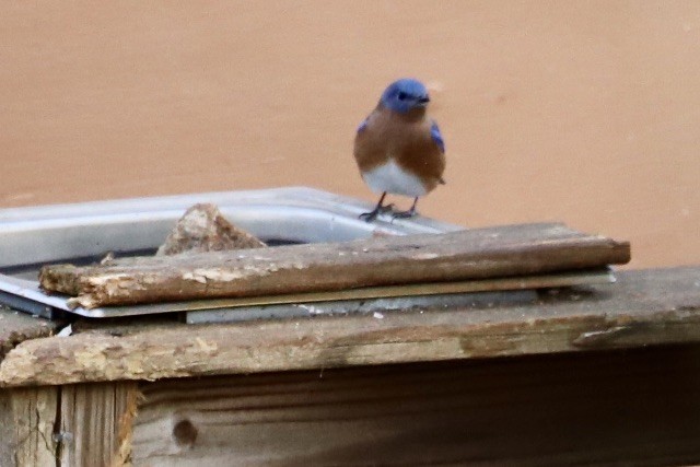 Блакитник східний - ML646974128