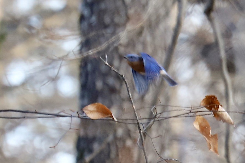 Блакитник східний - ML646974129