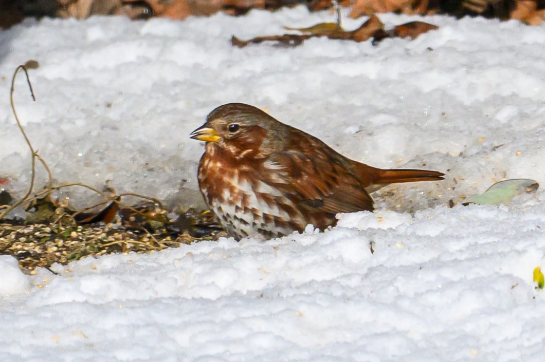 Fox Sparrow - ML646974130