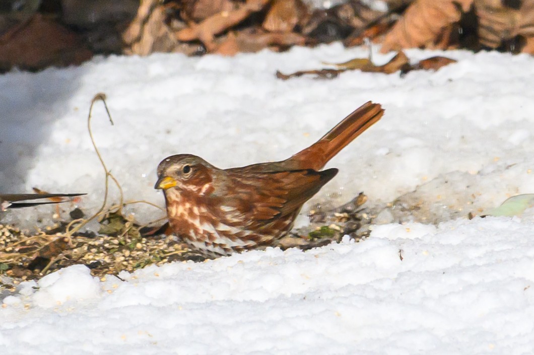 Fox Sparrow - ML646974131