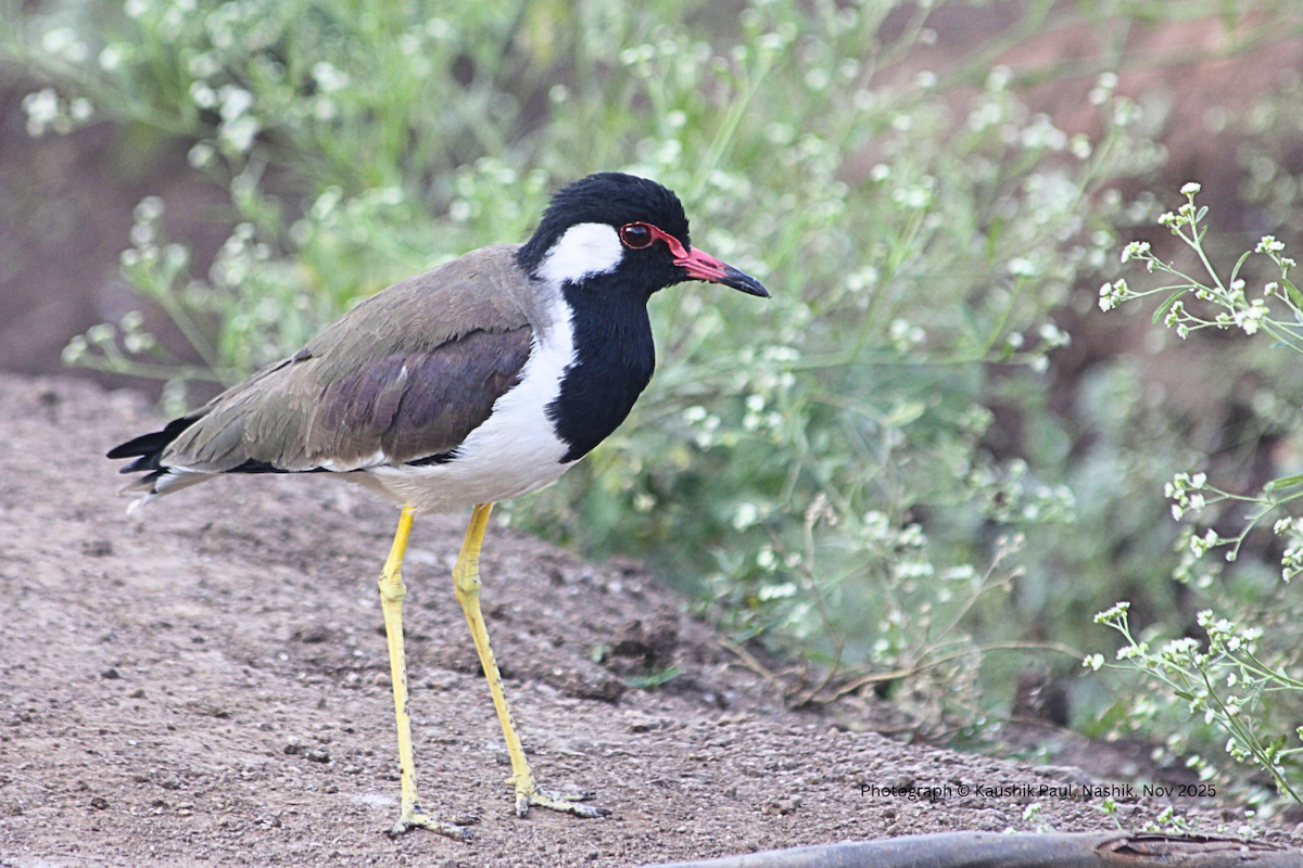 Red-wattled Lapwing - ML646974135