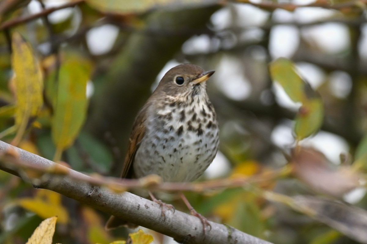 Hermit Thrush - ML646974140