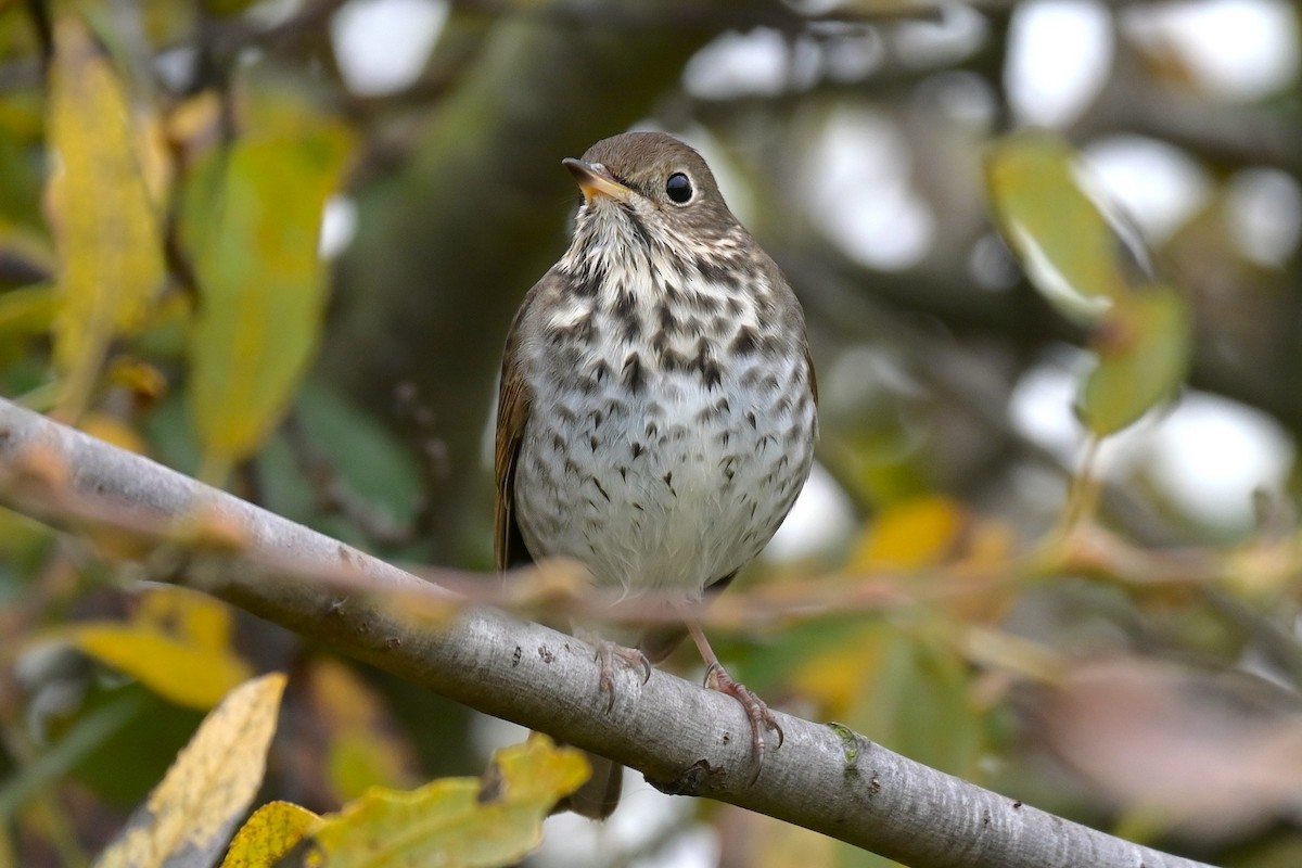 Hermit Thrush - ML646974141