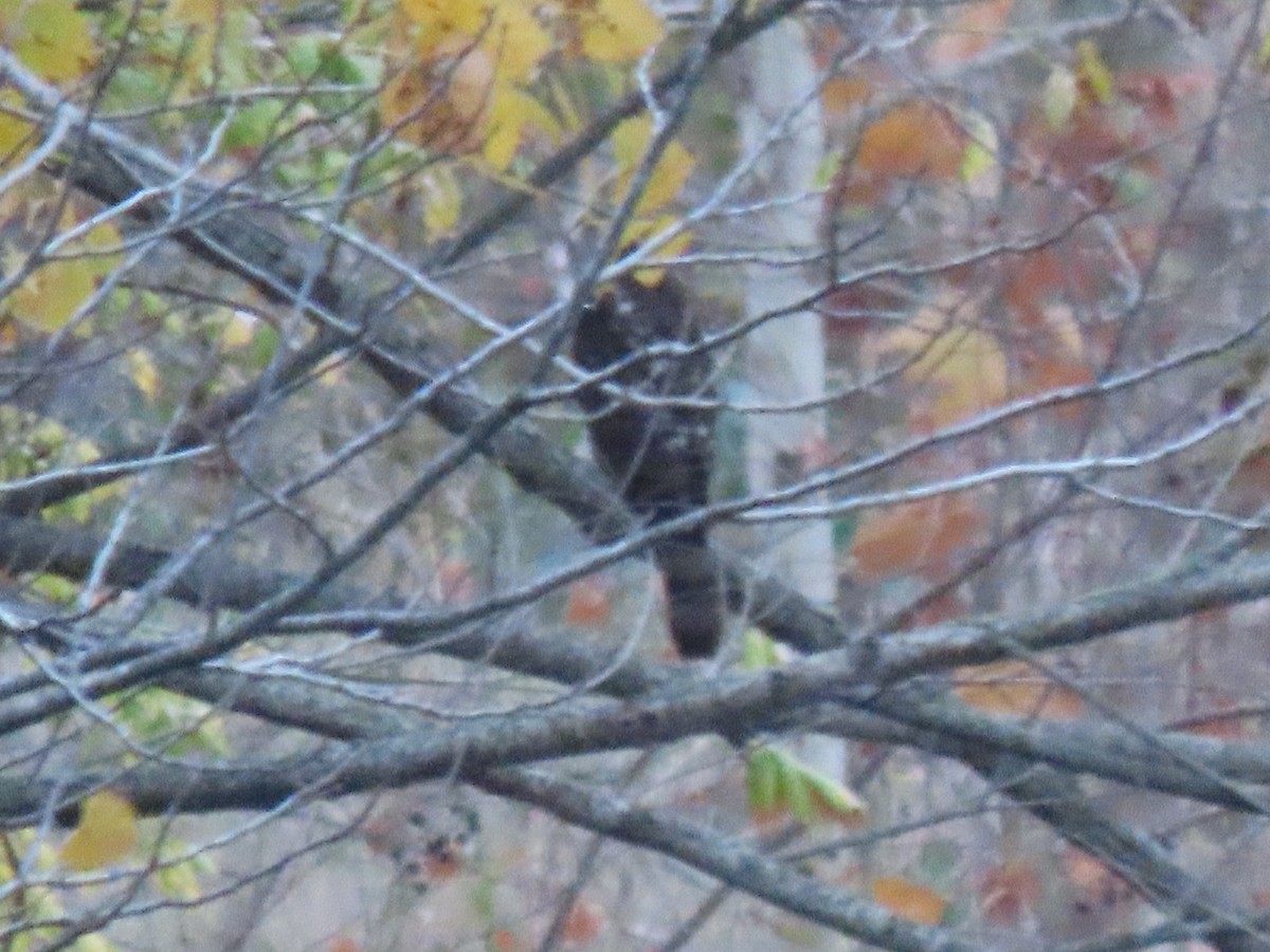 Sharp-shinned/Cooper's Hawk - ML646974143