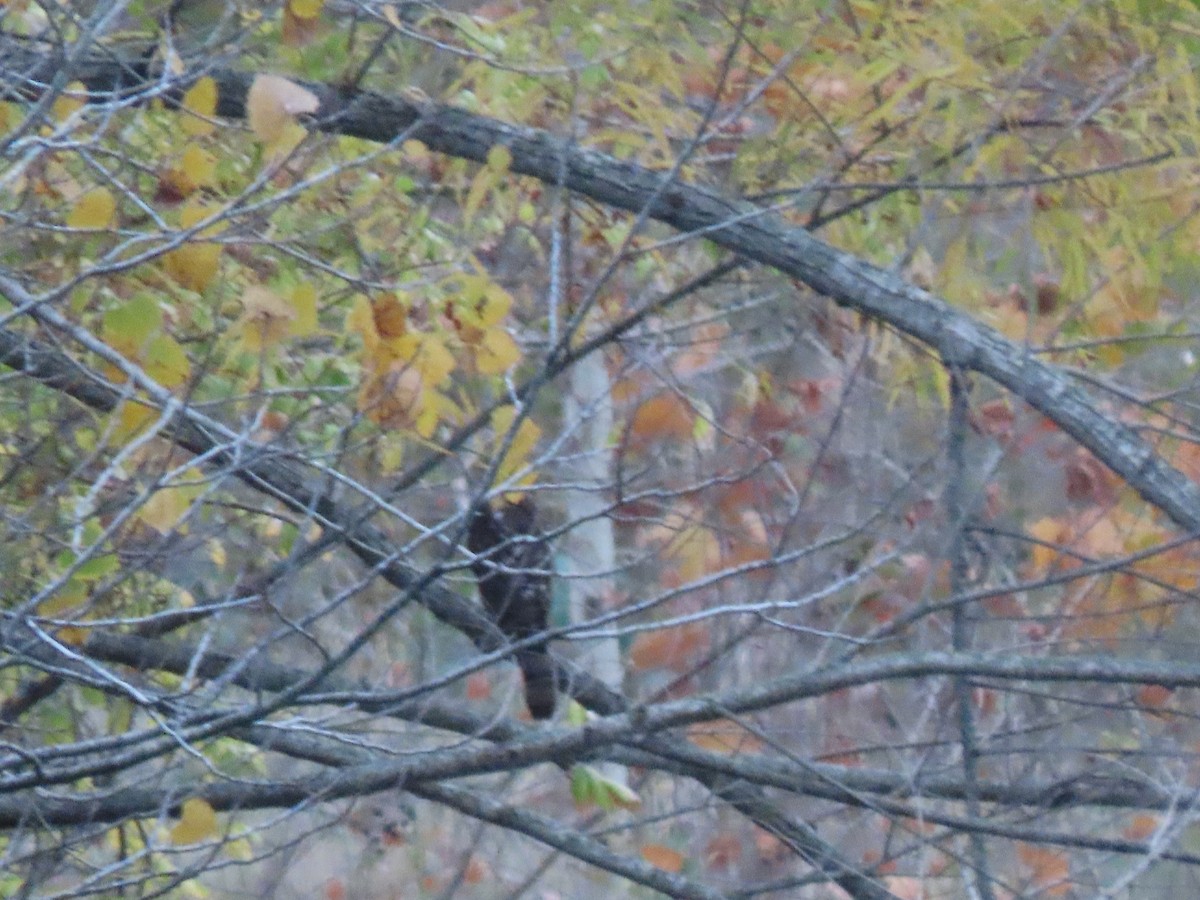 Sharp-shinned/Cooper's Hawk - ML646974144
