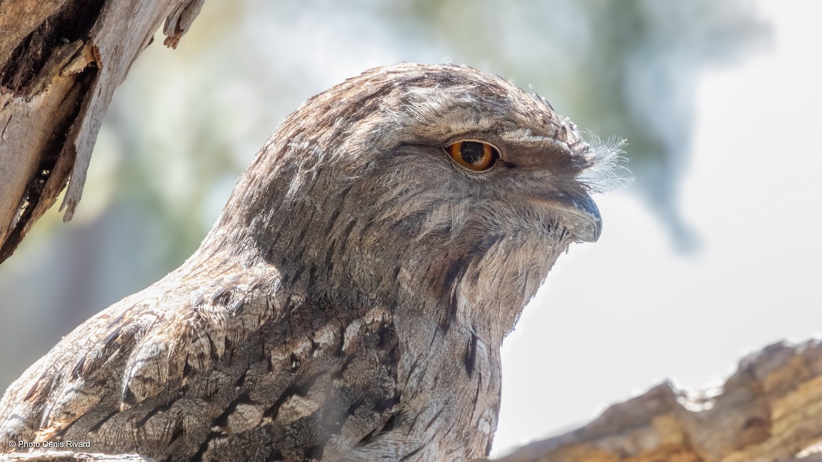 Tawny Frogmouth - ML646974146
