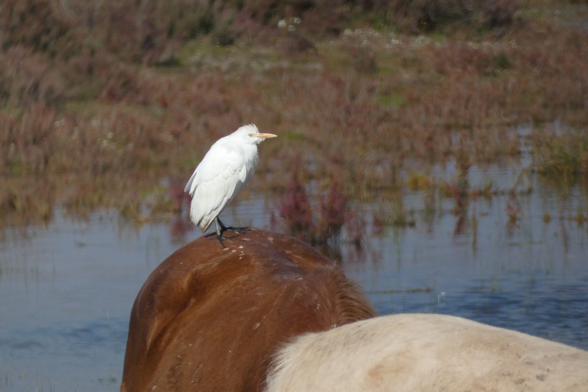 Western Cattle-Egret - ML646974153