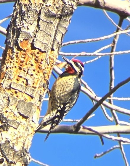 Red-naped Sapsucker - ML646974159