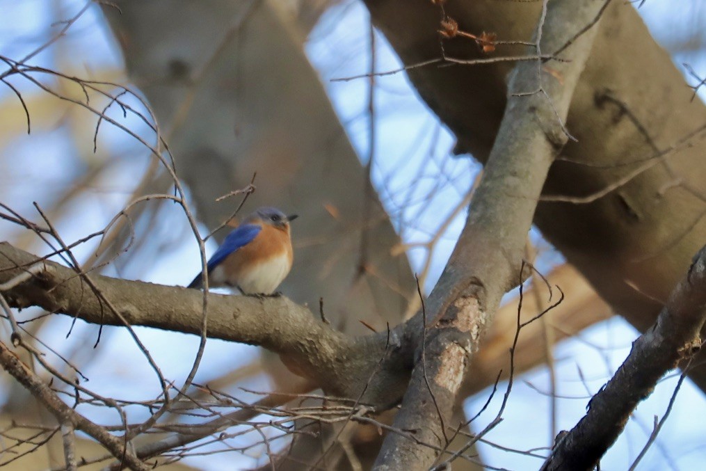 Eastern Bluebird - ML646974160