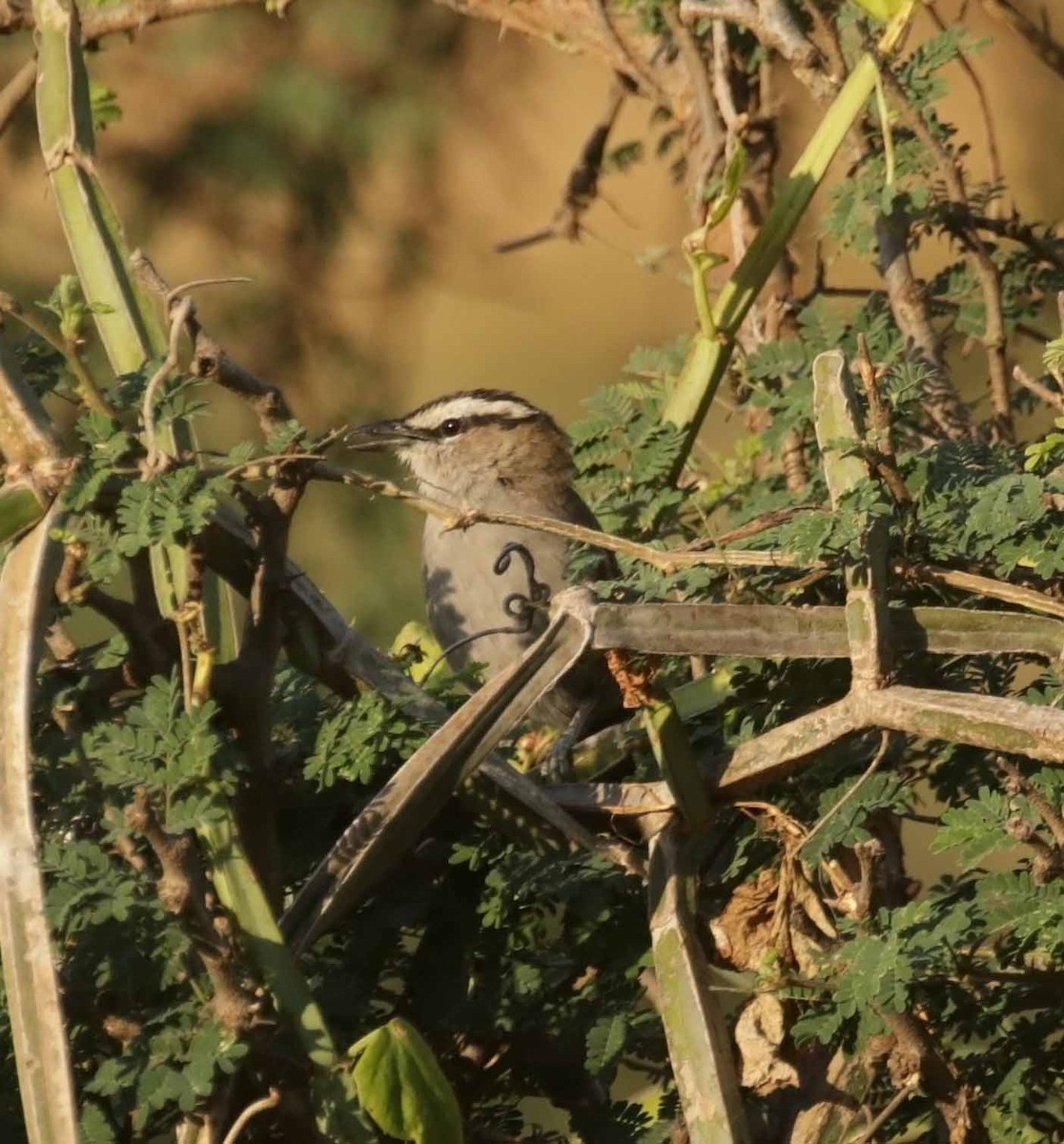 Black-crowned Tchagra - ML646974161