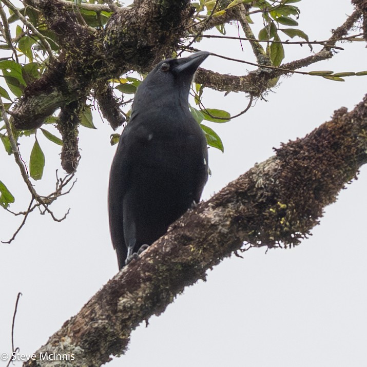 Violet Crow - ML646974162